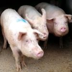 CERDOS PEDRO SANCHEZ